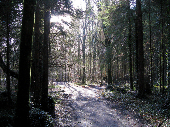 Elysium - Coole Park, Ireland